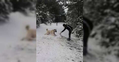 Kangal sahibinin yaptığı kardan köpeği kıskandı