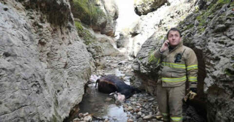 Kanyona düşerek telefon olan inek vinçle çıkarıldı