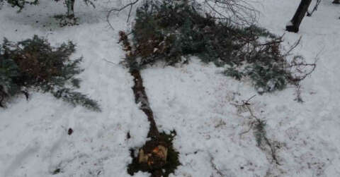 Malatya’da kar ağaçları yerinden söktü