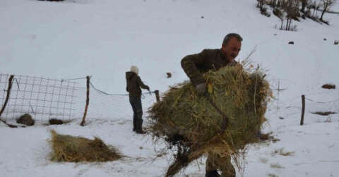 Şırnaklı besilerin ömrü yazın yaylada, kışın ilçede geçiyor