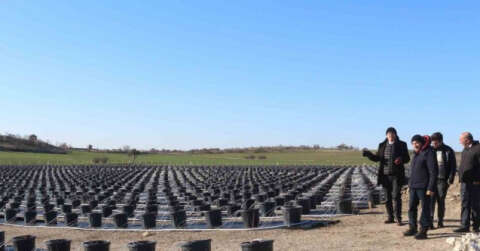 Topraksız tarım uygulamaları artıyor