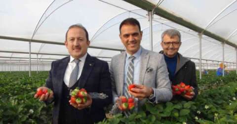 Vali Pehlivan, işçilerle birlikte hasat yaptı