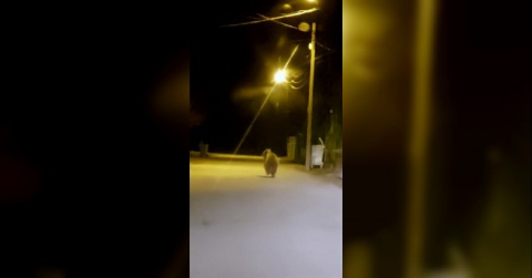Yozgat’ta ilçe merkezine inen ayı cep telefonu ile görüntülendi