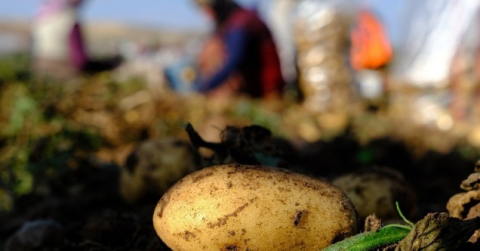 Sivas’ta o bitkilerin ekim yasağı devam ediyor