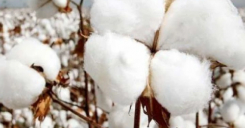 Preseli Lif Pamuk Satışı İhalesi