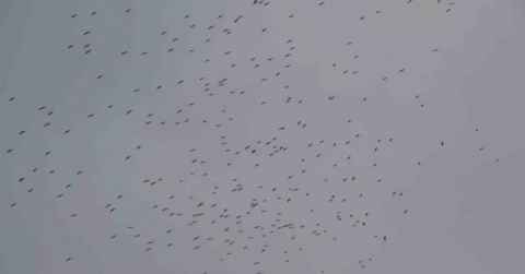İstanbul’a gelen leylek sürüsü Taksim Meydanı semalarında görsel şölen oluşturdu