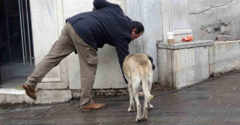 Sokak köpekleri İstiklal Caddesi’ndeki bir lokantanın müdavimi oldu