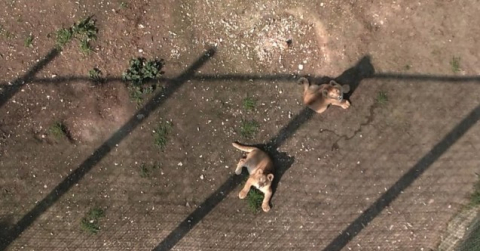 İlk defa drone gören minik aslanlar