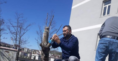 Duyarlı öğretmenden yabani meyve ağaçlarına aşı