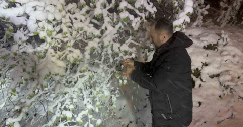 Ordu’da fındıkta zirai don tehlikesi