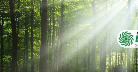 MediaMarkt’tan 10 bin fidanlık Hatıra Ormanı