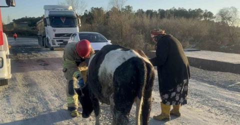 Sulama kanalına düşen ineğinin başında saatlerce bekledi