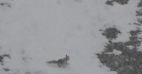 Yiyecek arayan tilki köye indi