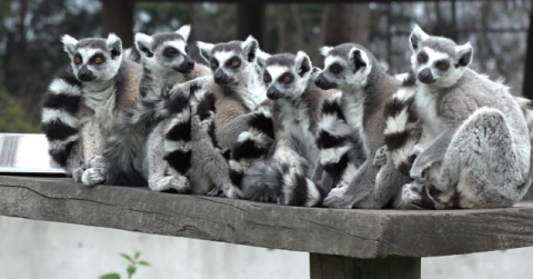 Bursa Hayvanat Bahçesi'nin sevimli yavruları ilgi odağı