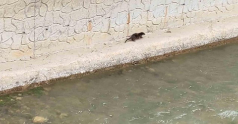 Nesli tükenme tehlikesi altındaki su samuru Harşit Çayı’nda görüntülendi