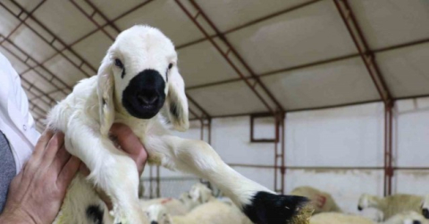 İlk akademik kuzular gözlerini dünyaya açtı