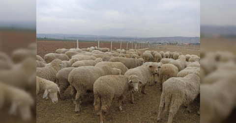 Hayvan pazarlarının kapalı olması üreticiyi düşündürüyor