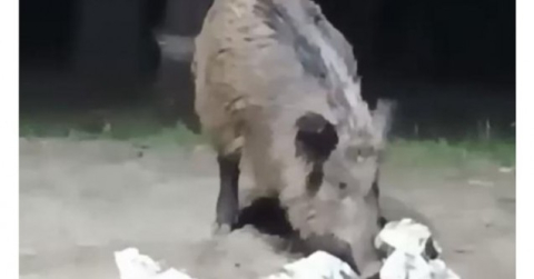 Bursa'da aç kalan domuzlar şehir merkezine indi