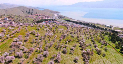 Hazar Gölü kıyısında badem ağaçları çiçek açtı, eşsiz manzara havadan görüntülendi