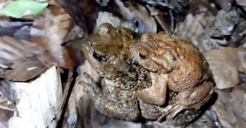 Sırtında yavrusuyla göle gitti