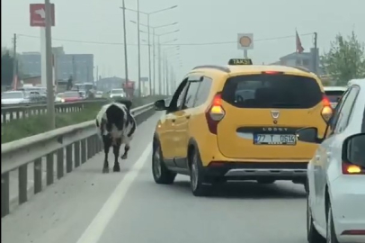 Yalova - Bursa kara yoluna çıkan inek trafiği aksattı
