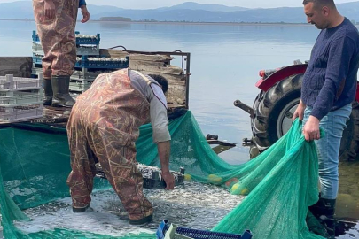 İznik Gölü'nde gümüş balığı bereketi