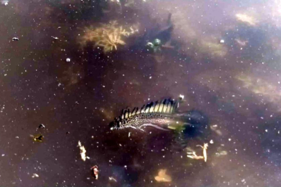 Bursa'da ilk kez görüldü