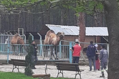 Deveye fazla yaklaşan çocuk az daha canından oluyordu
