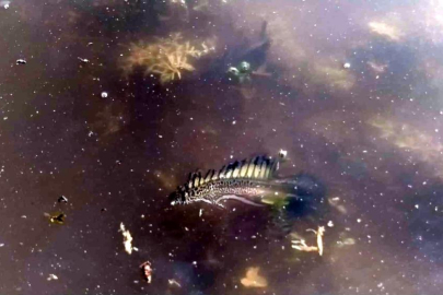 Bursa'da ilk kez görüntülenmişti...O türün cinsi belli oldu