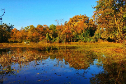 Yeşilin bin bir tonunun suya karıştığı güzellik:  'Karacabey Longozu'