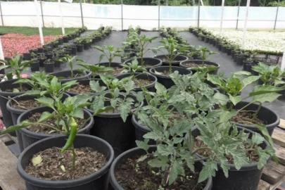 Bursa'da topraksız tarımla yüzde 50 verim hedefleniyor