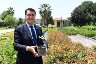 Tarihi İnkaya Çınarı geleceğe taşınıyor