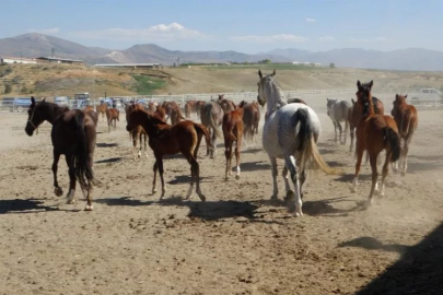 Milyonluk taylar görücüye çıkıyor