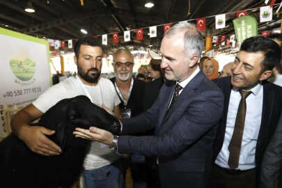 İnegöl'de küçükbaş hayvancılık festivali başlıyor