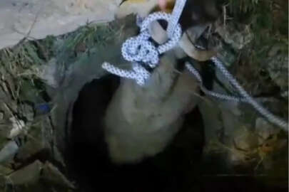 Bursa'da koyun, kapağı açık kalan kanalizasyona düştü