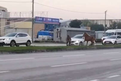 Bursa'da başı boş atlar tehlike saçıyor