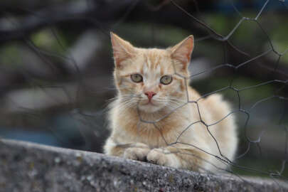 Uyuz için kedilerde hijyene dikkat