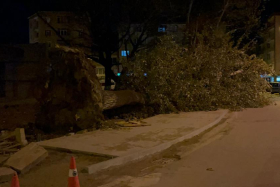 Bursa'da 200 yıllık tarihi 2 çınar lodosa dayanamadı