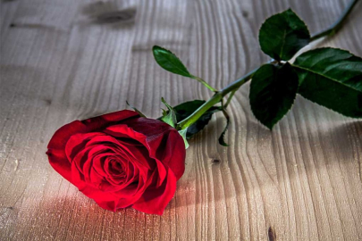 Rüyada Gül Görmek: Rüyada Gül Görmek Neye Çıkar? Rüyamda Gül Gördüm!