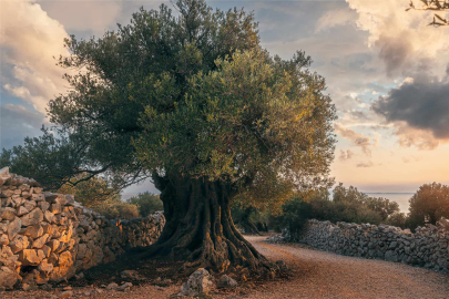 Rüyada Ağaç Görmek: Rüyada Ağaç Görmek Neye Çıkar? Rüyamda Ağaç gördüm!