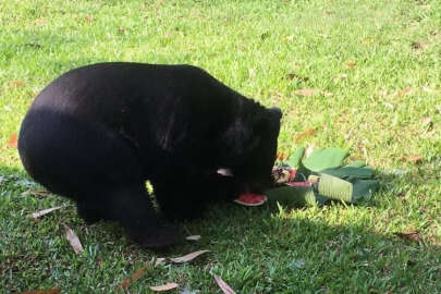 Ayı saldırısından kurtulmak için kendi kolunu kesti