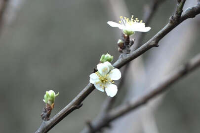 Kış bitmeden güneşi gören erik ağacı çiçek açtı