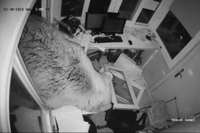 Bursa'da ayıların, kulübe baskını kamerada