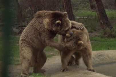 Bursa'da kış uykusundan uyanan ayıların keyfi...