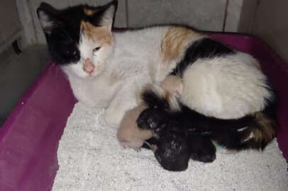 Kedi, İnegöl Devlet Hastanesi'nde doğum yaptı