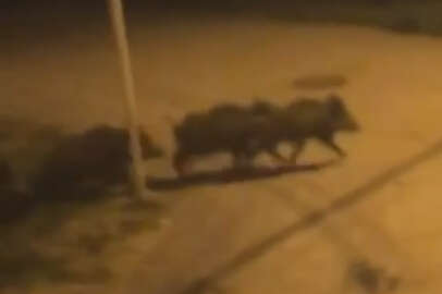 Bursa’da domuz sürüsü şehir merkezine indi