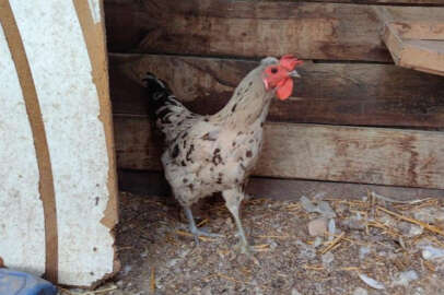 Bursa'da görenleri şaşırtan hayvan: Tavuk mu horoz mu