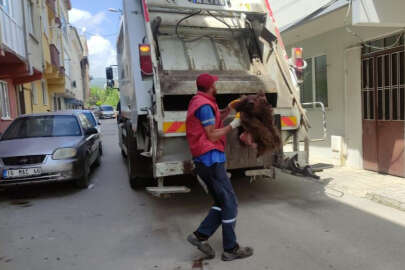 Bursa'da ayıyı parçalayıp çöpe attılar