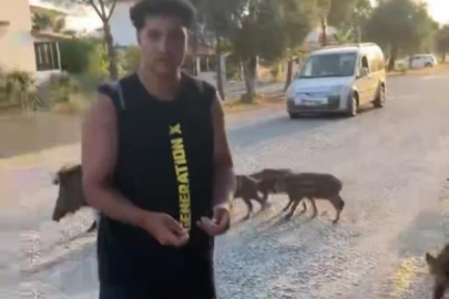 Bursa'da domuz sürüsü ilçe merkezine indi