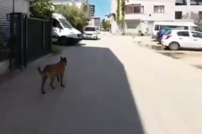 Bursa’da 3 çocuğu ısıran köpeklere polisin müdahalesi kamerada